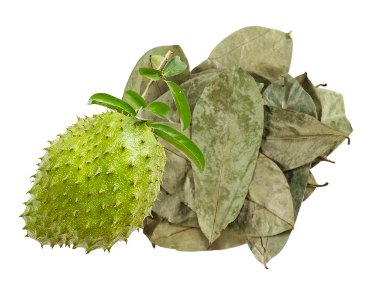 Graviola Soursop Whole Leaves, Organic Sun-Dried 30g